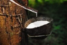 Tanaman Pohon Karet Getah Keret