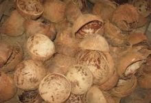 Batok kelapa