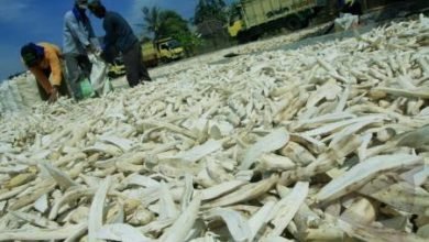 Pembuatan Gaplek dari Singkong